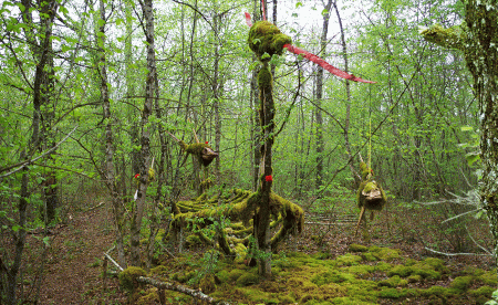 La forêt des géants verts - Commune de Tanlay